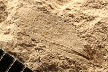 Media type: image;   Entomology PALE-10065